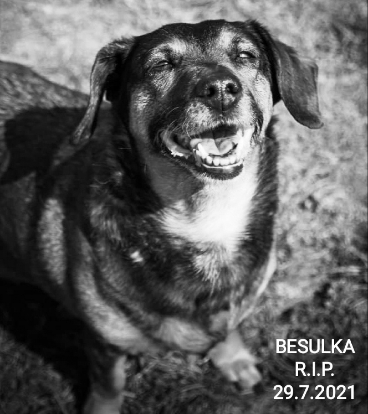 BESULKA R.I.P.