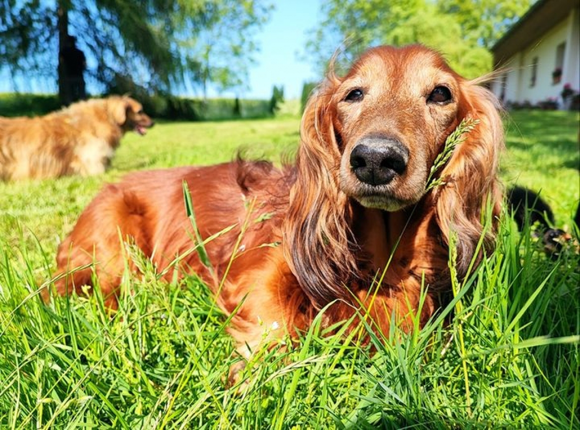 Úžasný AMÍČEK v péči JVN k adopci