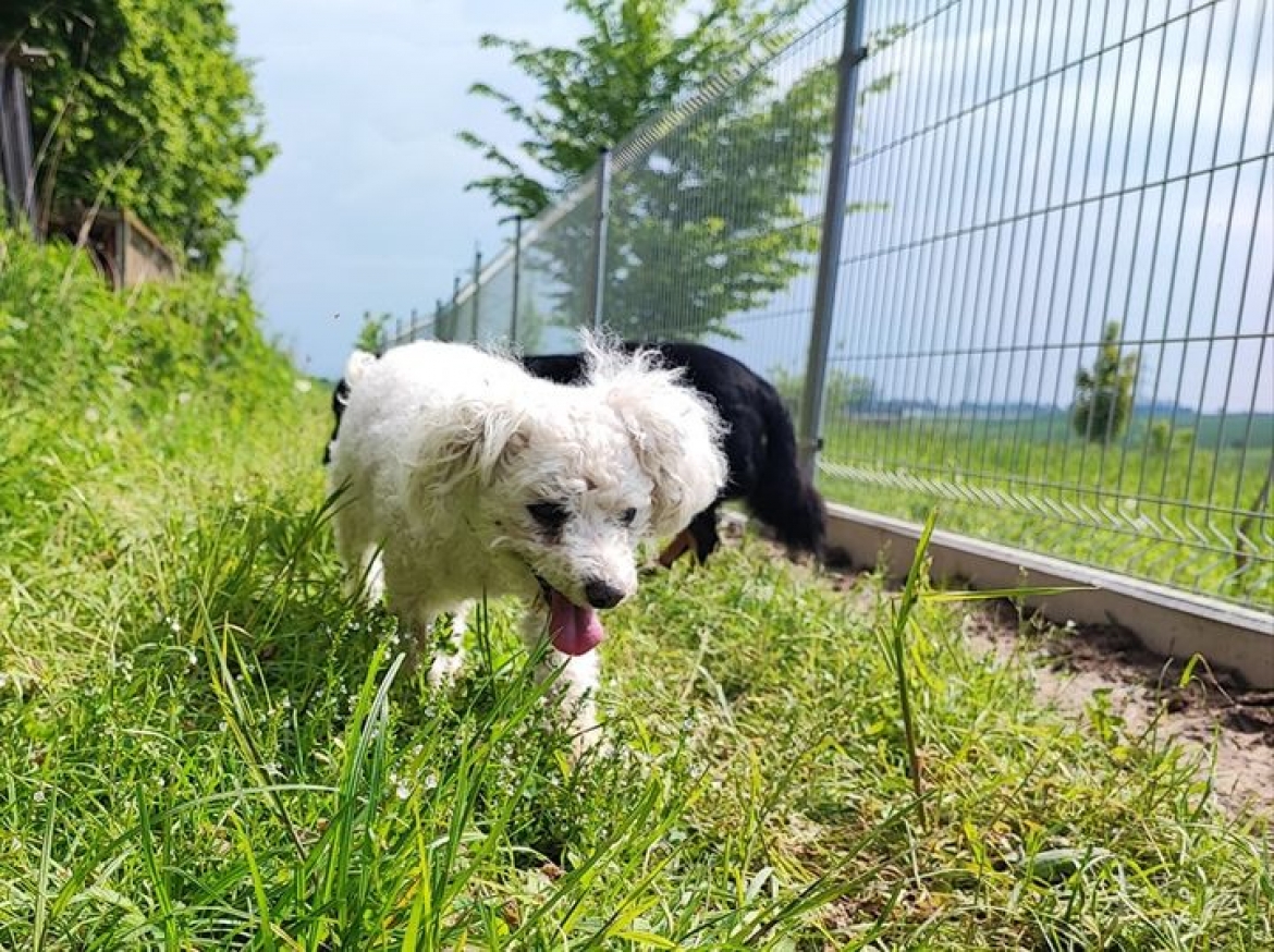 Tobiášek se začlenil do smečky jako by s námi žil roky