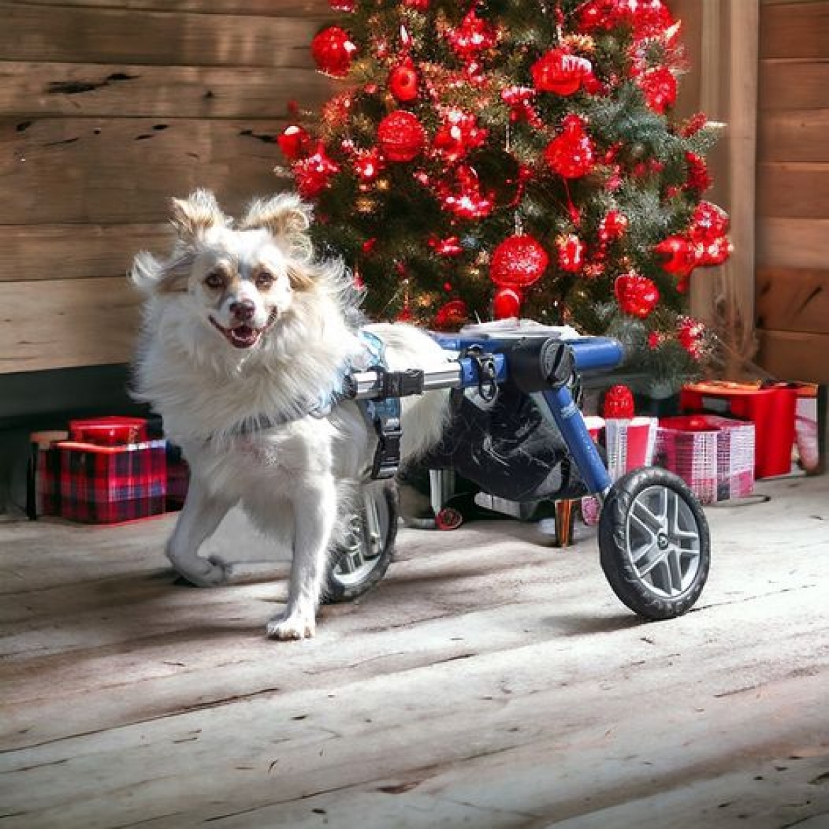 Kamarádi, dnes máme třetí adventní neděli