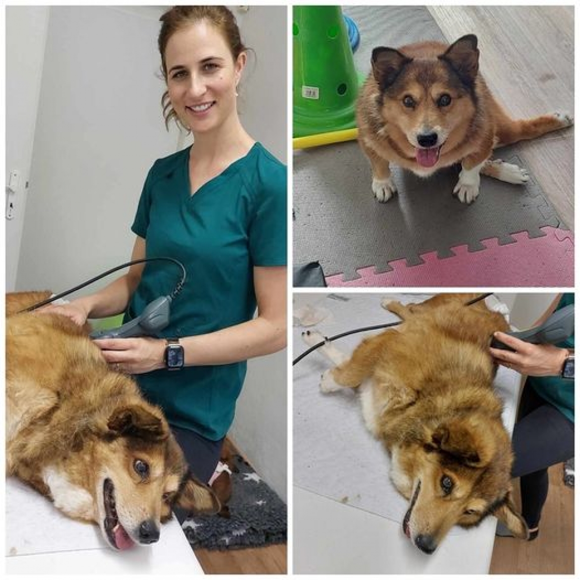 Naše ochrnutá corginka Farinka byla na terapiích u Kačky ve FyzioTlapka