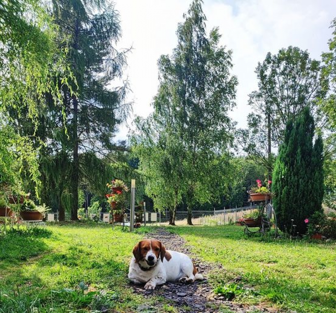 Báječná JACKULÍNA v péči JVN k adopci