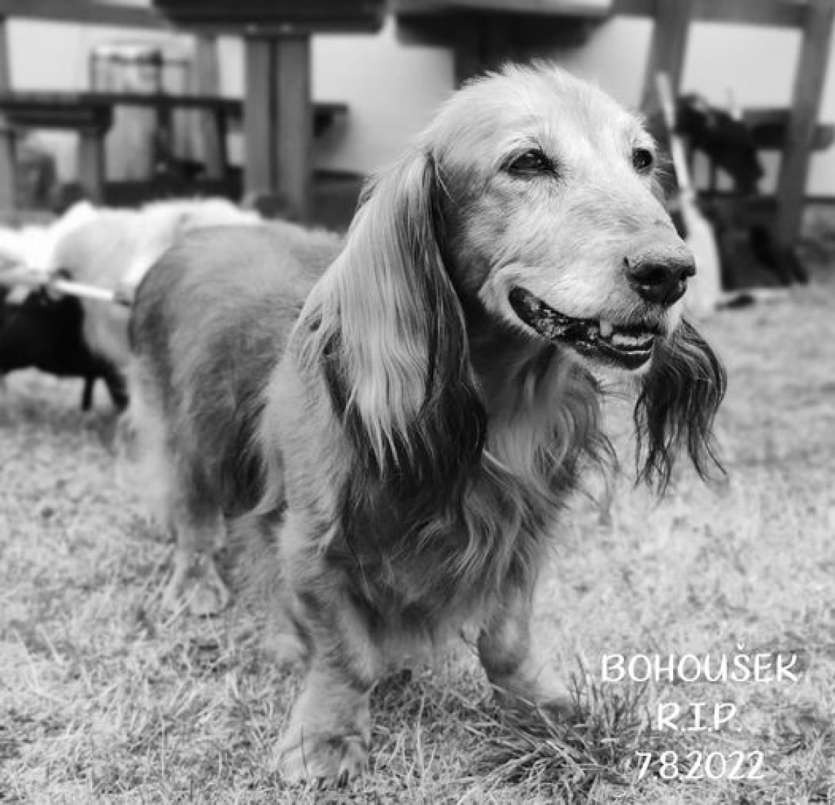 BOHOUŠEK R.I.P.