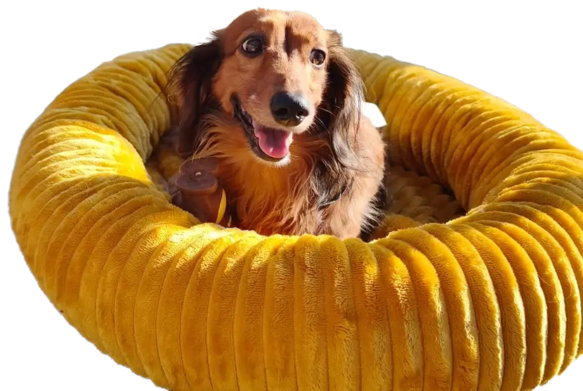 Jezevčíci v nouzi - pomozte jezevčíkovi v nouzi